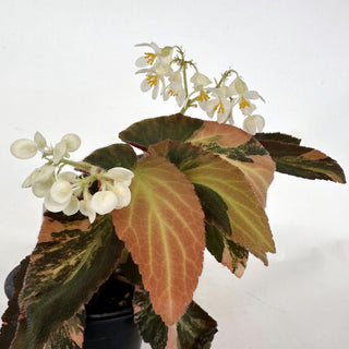 Z-2189 - Begonia ‘Withlacoochee’ (Variegated)