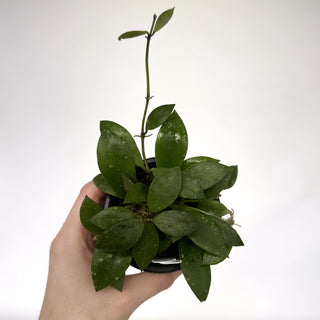 Z-2286 - Hoya finlaysonii ‘Sohgkhla’