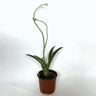 Drimiopsis kirkii (Giant Squill) - 5.5" Pot