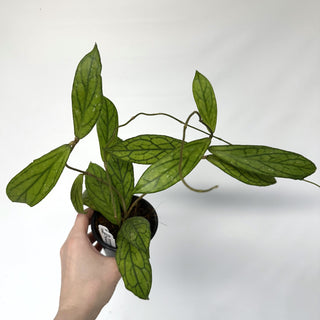 Z-2227 - Hoya sp. Tanggamus