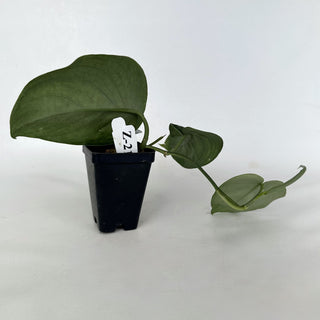 Z-2162 - Scindapsus pictus ‘Silver Dutchess’