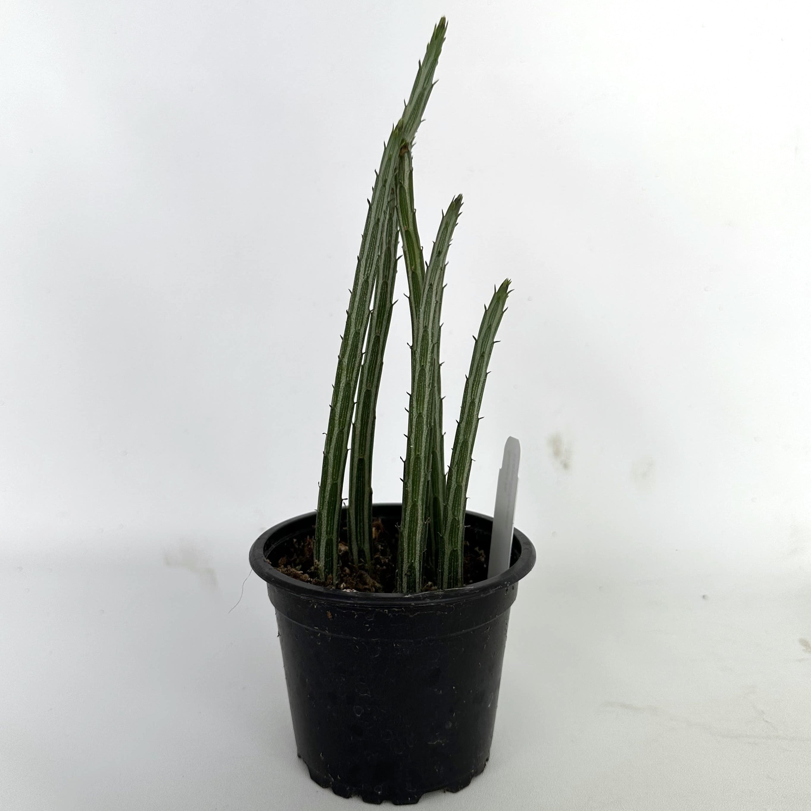 succulent that looks like a pickle Senecio Stapeliiformis Pickle Succulent | Rare Plants Online