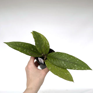 Z-2279 - Hoya sp. Aceh Gayo Lues **2nd Release**