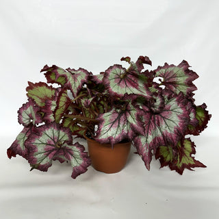 Z-2232 - Begonia 'Raspberry Torte' - 6in Hanging Basket **NEW**