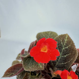 Episcia 'Longwood Gardens'