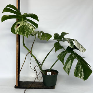 Z-2206 - Monstera deliciosa var. borsigiana albo-variegata