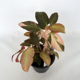 Begonia ‘Withlacoochee’ (Variegated) [#857]