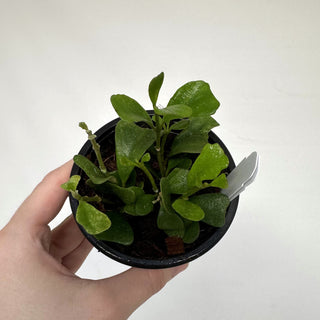 Z-2202 - Hoya manipurensis **NEW Release**