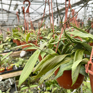 Hoya benvergarai