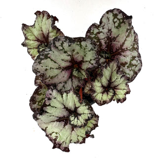 Begonia 'Steve's Leaves Phantom'