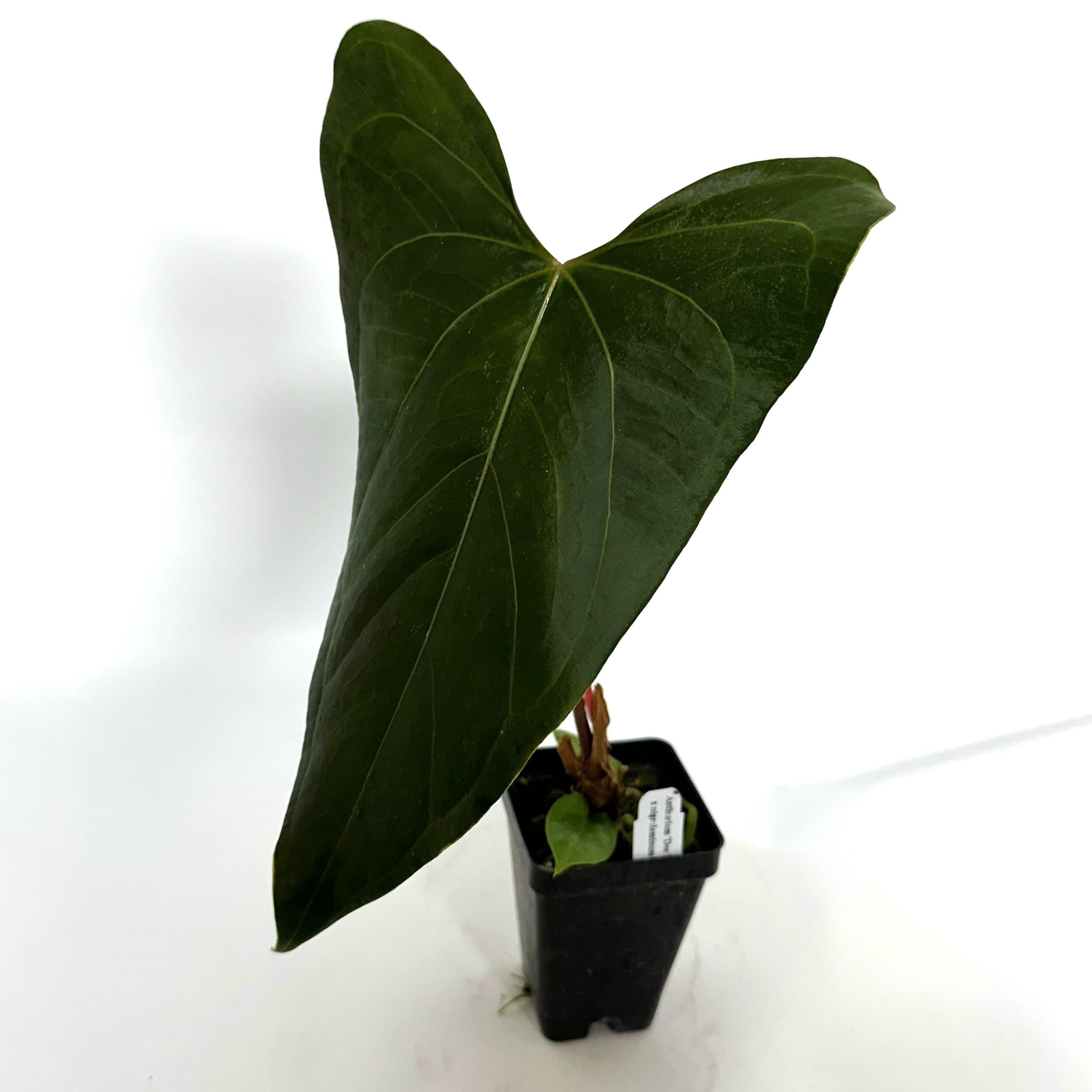anthurium doc bloc Anthurium 'Doc Block F2' x nigrolaminum 'Gigi'