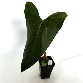 Anthurium 'Doc Block F2' x nigrolaminum 'Gigi'