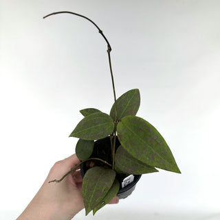Z-2283 - Hoya wibergiae