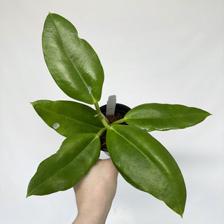 Z-2228 - Hoya imperialis (White Flower) **2nd Release**
