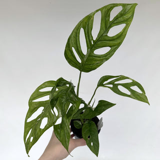 Z-2168 - Monstera adansonii 'Mint'