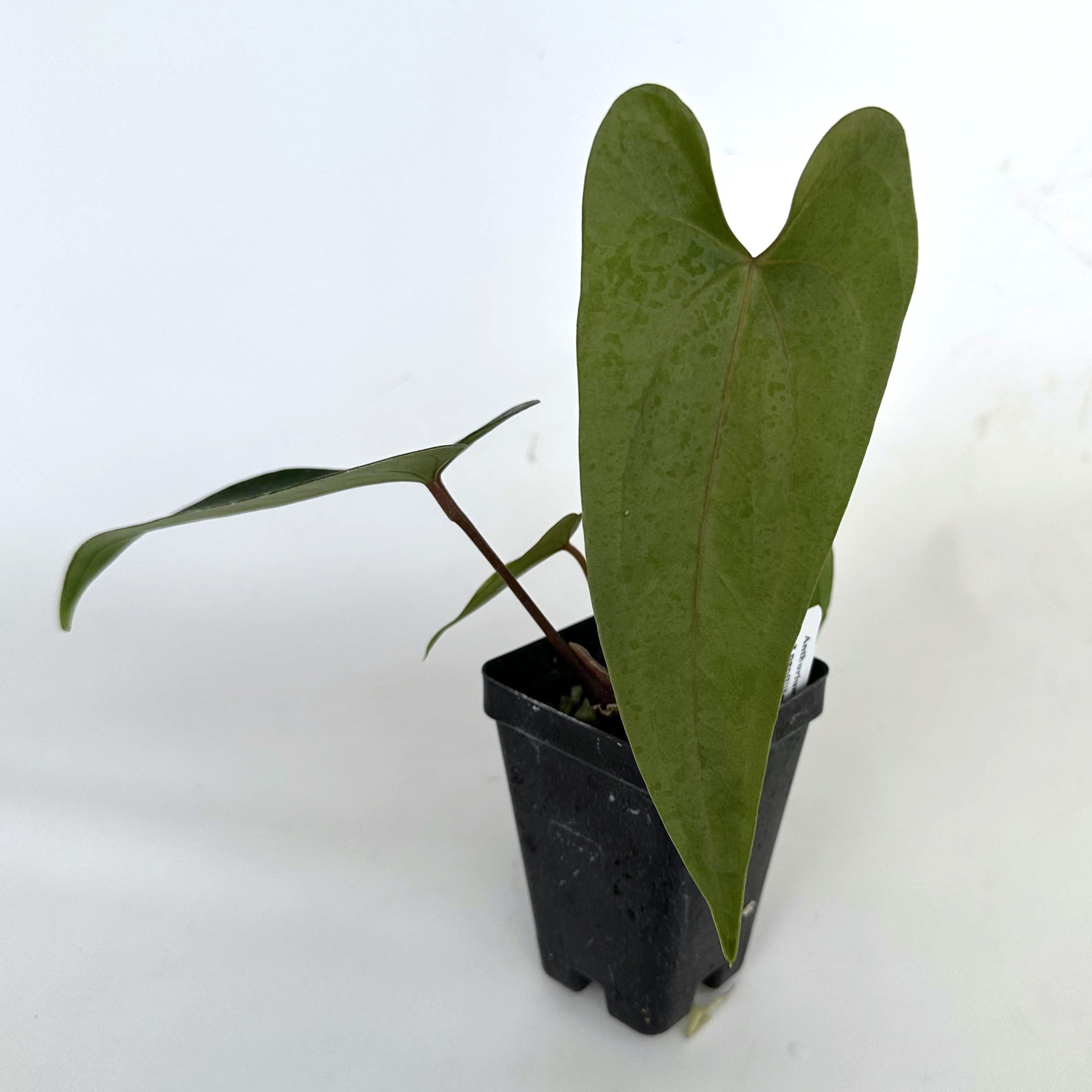 anthurium nigrolaminum gigi care Anthurium nigrolaminum 'Gigi' x papillilaminum