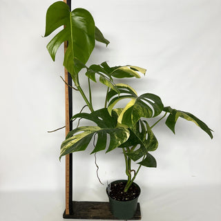 Z-2239 - Monstera deliciosa 'Marmorata'