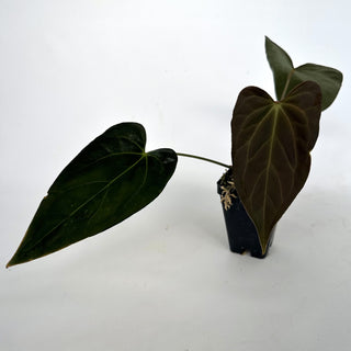 Anthurium forgetii/'Ace of Spades' x papillilaminum