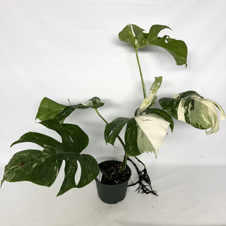 Z-2234 - Monstera deliciosa var. borsigiana albo-variegata