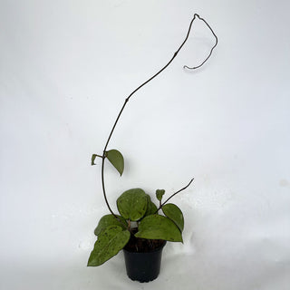 Z-2200 - Hoya vitellina