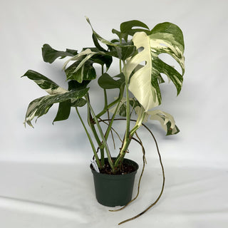 Z-2264 - Monstera deliciosa var. borsigiana albo-variegata