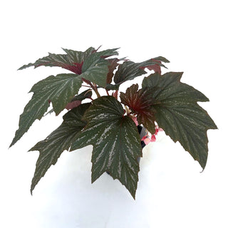 Begonia 'Bobbie Price'