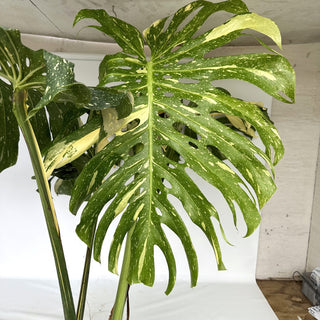 Z-2240 - Monstera deliciosa "Thai Constellation" - 10in Pot XXL
