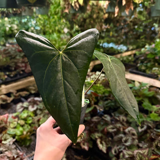 Anthurium 'Doc Block F2' x nigrolaminum 'Gigi'