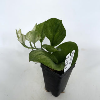 Z-2214 - Scindapsus treubii 'Moonlight Mint'