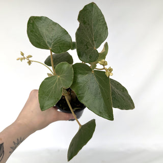 Z-2260 - Begonia kuhlmannii **2nd Release**