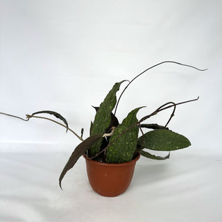 Z-2241 - Hoya clemensiorum - 6in Hanging Basket