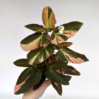 Z-2156 - Begonia ‘Withlacoochee’ (Variegated)