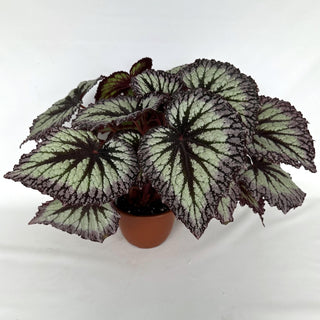 Z-2186 - Begonia 'Fireworks' - 6in Pot **NEW**