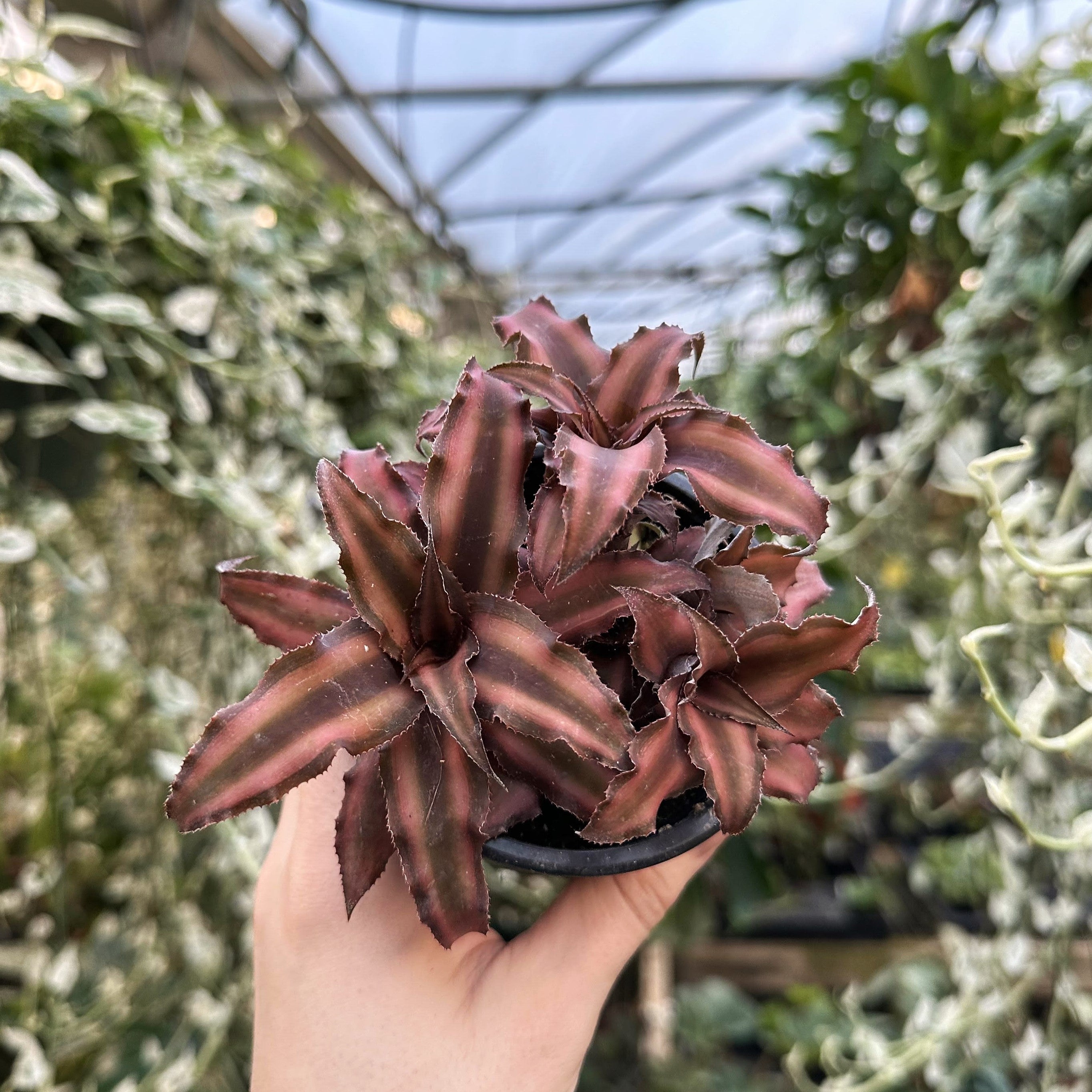 earth star plant terrarium Cryptanthus bivittatus ‘Earth Star’