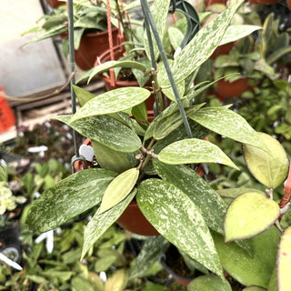 Hoya sp. Rangsan