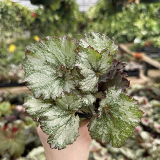 Begonia '50 Shades of Gray'