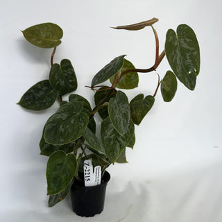 Z-2215 - Philodendron aff. brandtianum (Shingling Form)
