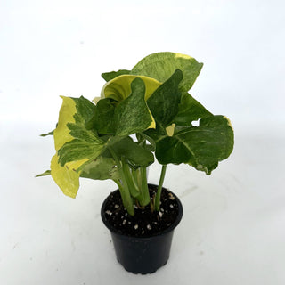 Z-2143 - Syngonium podophyllum "Orm Thong"