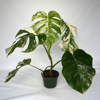 Monstera deliciosa var. borsigiana albo-variegata [#975]