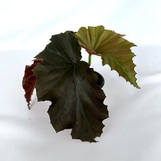 Begonia 'Black Out'