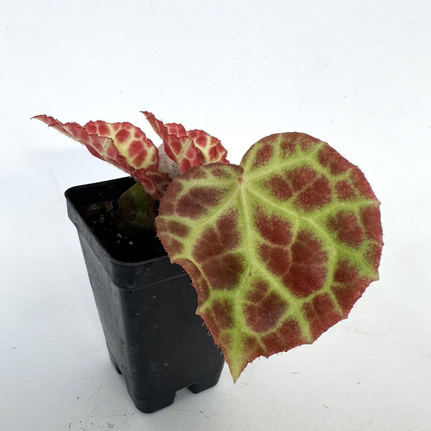 Begonia rajah – Steve's Leaves