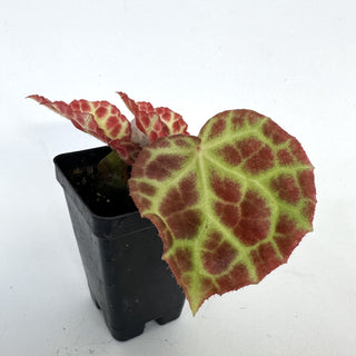 Begonia rajah