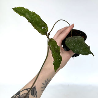 Z-2252 - Hoya undulata