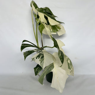 Z-2204 - Monstera deliciosa var. borsigiana albo-variegata