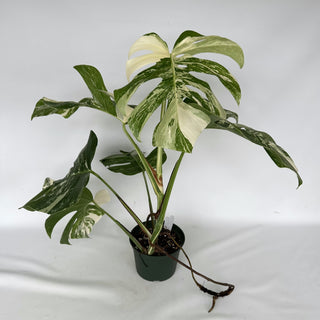 Z-2272 - Monstera deliciosa var. borsigiana albo-variegata