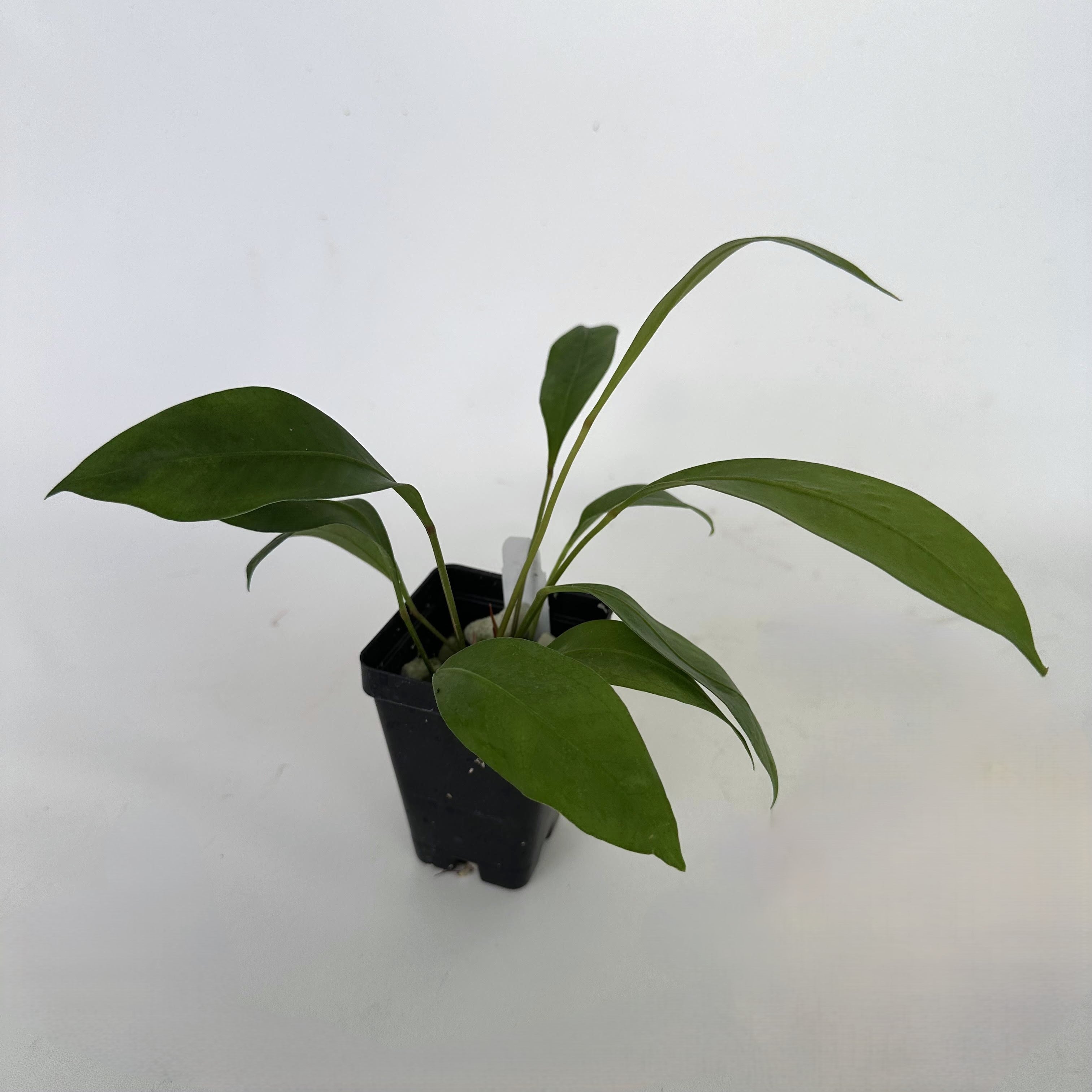 anthurium gracile care Anthurium gracile