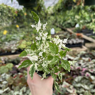 Alternanthera ficoidea "Snowball"