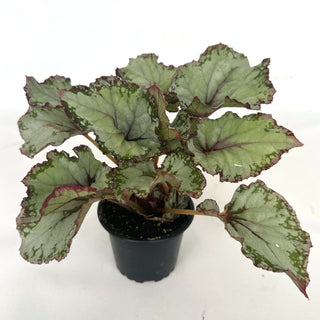 Begonia 'Blueberry Sorbet'