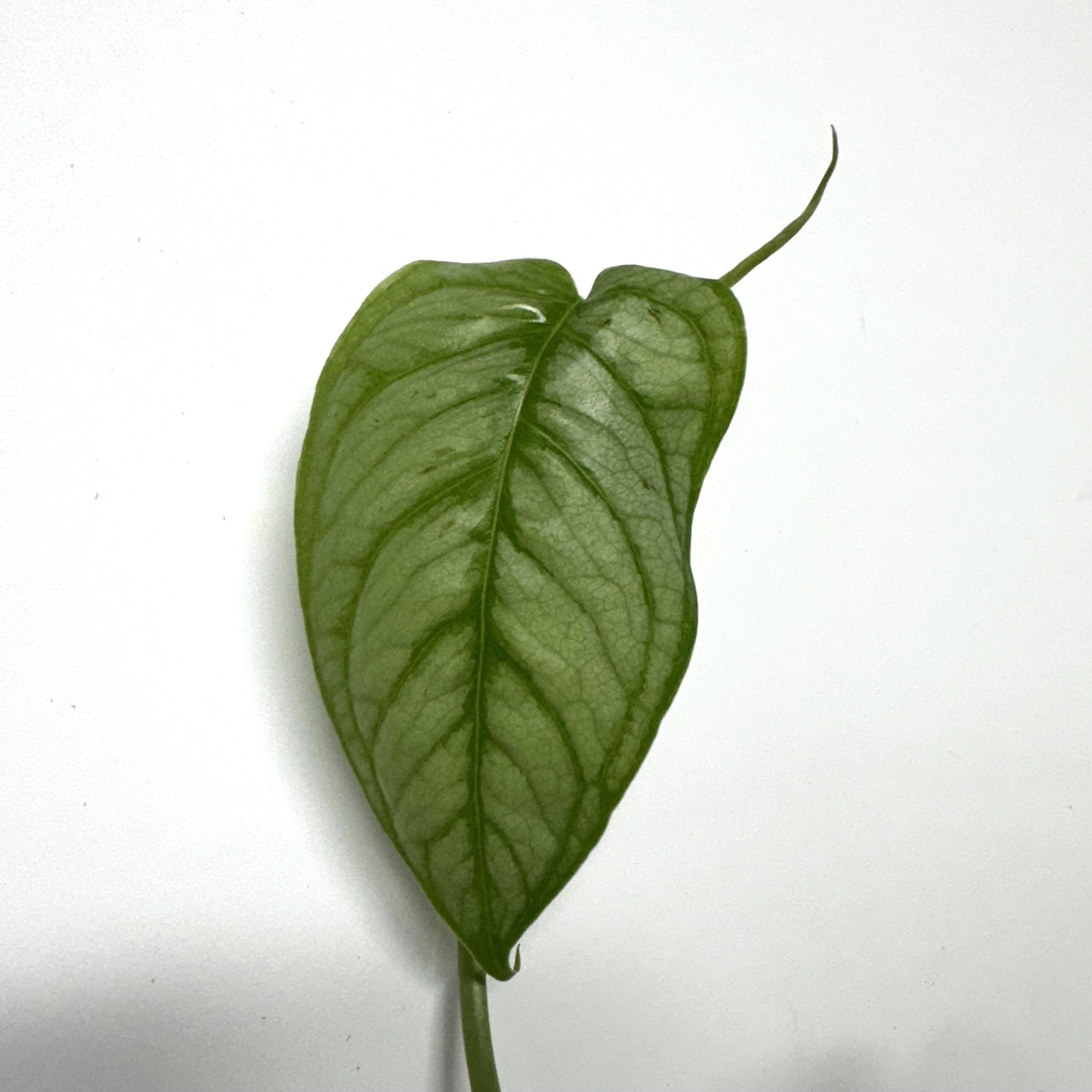 monstera siltepecana el salvador for sale Monstera siltepecana 'El Salvador'