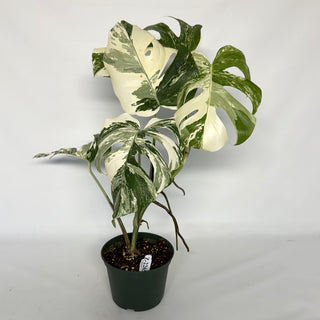 Z-2265 - Monstera deliciosa var. borsigiana albo-variegata